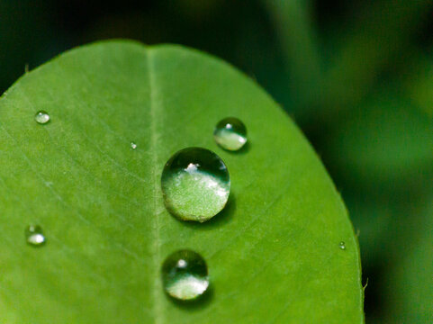 Macro photography of fresh green leaf with clear water droplets. Beautiful natural texture background, perfect for environmental, wellness, and eco concepts.