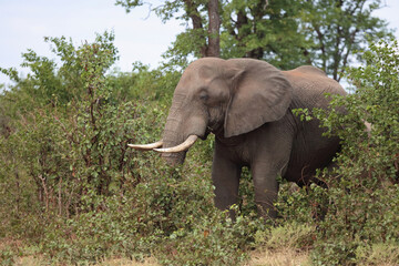 Fototapeta premium Afrikanischer Elefant / African elephant / Loxodonta africana