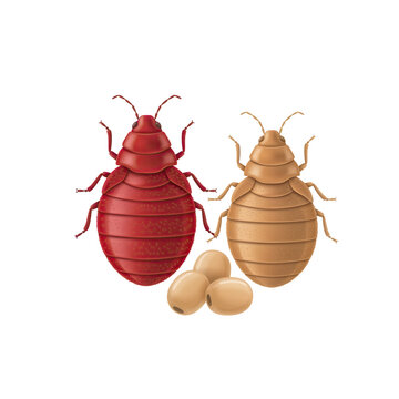 Bed bug illustration with eggs