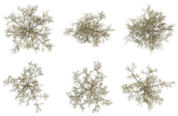 Fototapeta premium Set of Haloxylon ammodendron tree plan, top view, cutout, transparent background, isolate, Abstract Fractal Tree Structures - Six Unique Designs for Digital Art & Graphic Projects