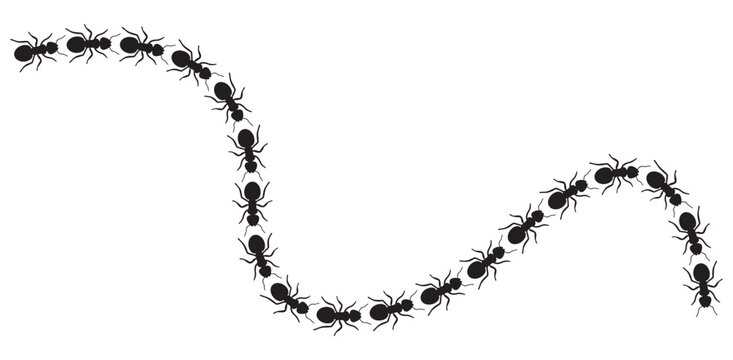 Line of Ants Marching in a Winding Path on White Background