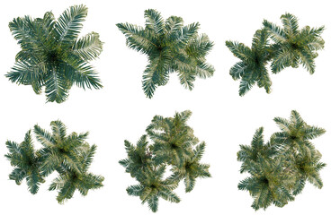 Obraz premium Set of Bactris gasipaes tree plan, top view, cutout, transparent background, isolate, Overhead View of Various Evergreen Trees - Forest Canopy Elements for Landscape Design