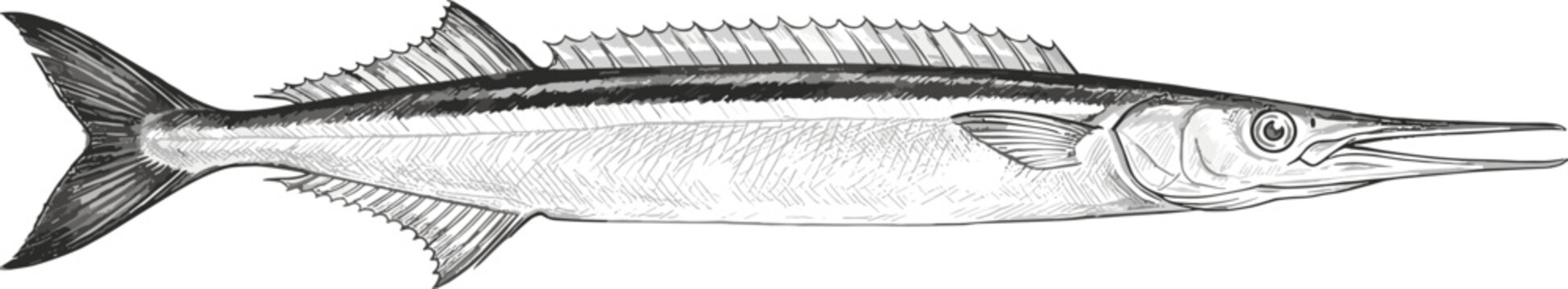 Detailed hand drawn sketch illustration of a needlefish in vintage engraved etching style isolated on white background