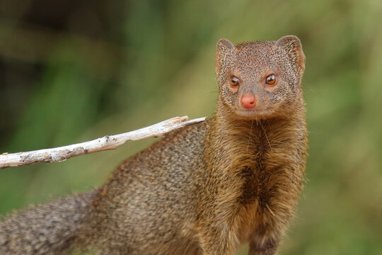 Schlankmanguste / Common slender mongoose / Galerella sanguinea vel Herpestes sanguineus