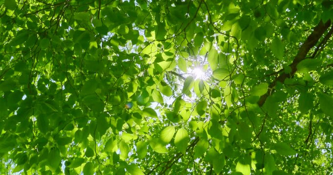 新緑の木々を見上げるローアングルと美しく輝く太陽の光芒