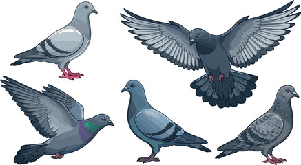 Obraz premium Realistic Cartoon Pigeon Bird Set with Flying, Standing, and Walking Poses for Wildlife, Nature, and Urban Animal Illustrations