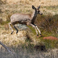 Obraz premium Mule Deer Jump