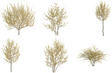 Fototapeta premium Set of Cornus mas tree, elevation, front view, cutout, transparent background, isolate, Six different trees on a transparent background for design and landscaping projects.