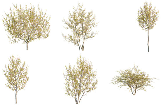 Set of Cornus mas tree, elevation, front view, cutout, transparent background, isolate, Six different trees on a transparent background for design and landscaping projects.