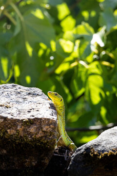 Wild green ocellated lizard (Timon lepidus) climbing up a stone wall against a vibrant blurred green nature background.