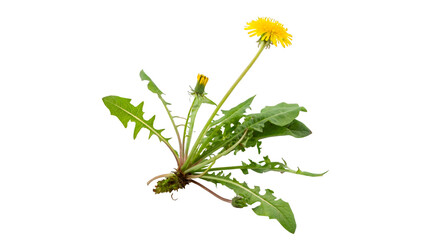 Fototapeta premium Fresh wild green dandelion plant with yellow flower blossom root isolated on transparent background cut out