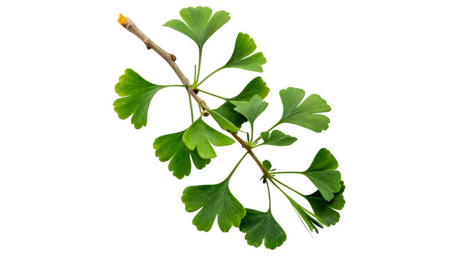 Green ginkgo biloba tree branch with fan shaped leaves isolated on transparent background cut out