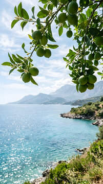 Green sweet limes hanging on branch with beautiful seashore background