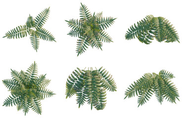 Obraz premium Set of Cibotium barometz tree plan, top view, cutout, transparent background, isolate, Detailed fern leaf illustrations for botanical designs, floral patterns, natural backgrounds.