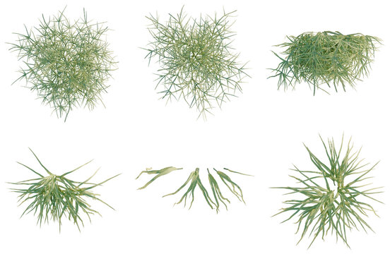 Set of  Pteris multifida tree plan, top view, cutout, transparent background, isolate, Collection of Tillandsia Air Plants - Unique Tropical Decor Elements for Design Projects