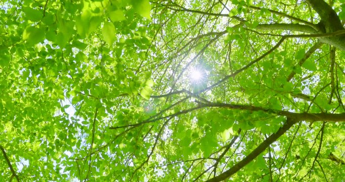 木々の隙間から差し込む眩しい太陽の光と美しい新緑