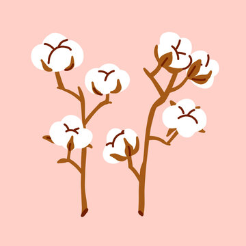 Cotton Plant Branches Illustration White fluffy boxes of farm flowers on branches on a pink background, decorative plants for bouquets isolated