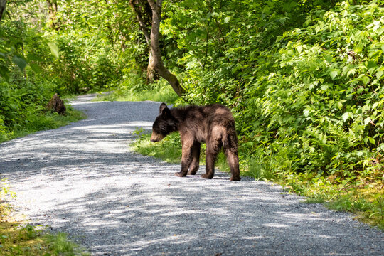 Black bear cub standing on a gravel trail in Minnekhada Regional Park Coquitlam Canada