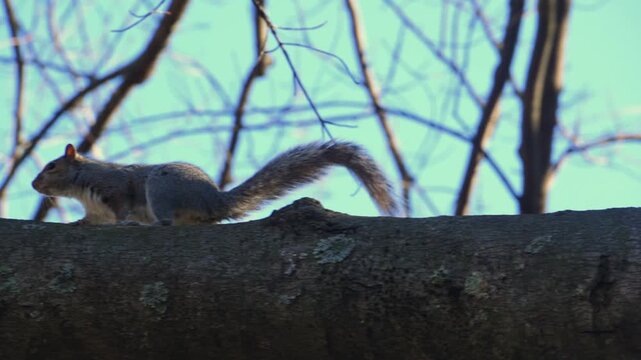 Eastern gray squirrel (Sciurus carolinensis), characterized by its grayish-brown fur and whitish belly.