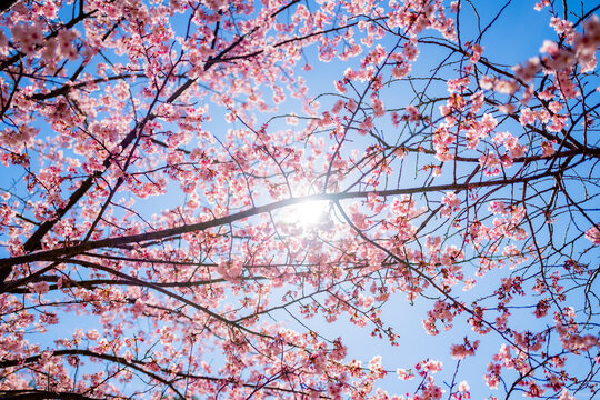 cherry blossom sakura in spring in in Tokyo, Japan.