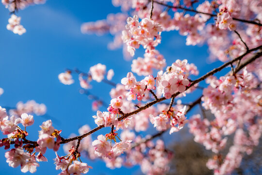 cherry blossom sakura in spring in in Tokyo, Japan.