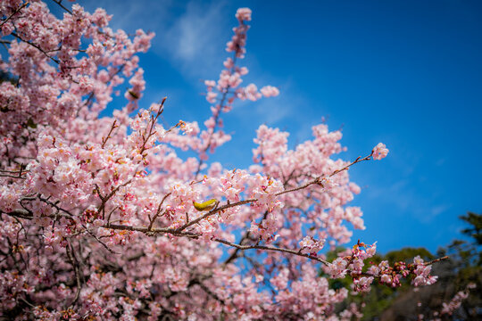 cherry blossom sakura in spring in in Tokyo, Japan.