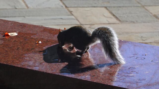 Eastern gray squirrel (Sciurus carolinensis), characterized by its grayish-brown fur and whitish belly.