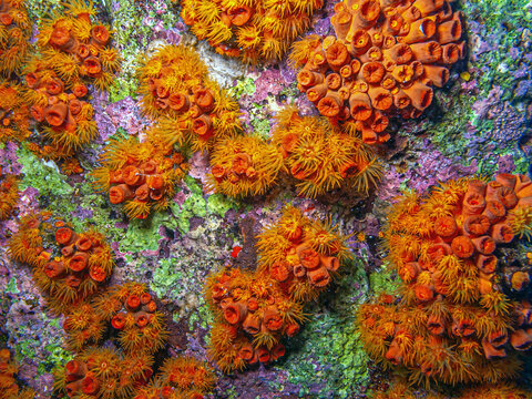 Orange cup coral,Tubastraea coccinea,