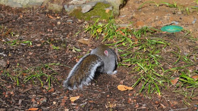 Eastern gray squirrel (Sciurus carolinensis), characterized by its grayish-brown fur and whitish belly.