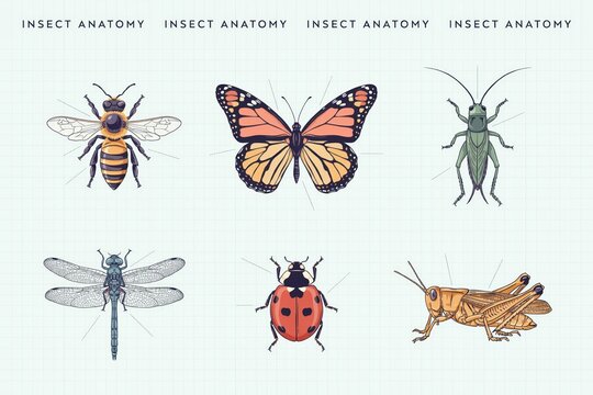 Set of six detailed insect including a bee, butterfly, grasshopper, dragonfly, ladybug, and cricket on a light grid background