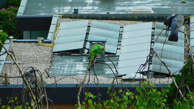 A green parrot is sitting on a birch tree and preening its feathers.