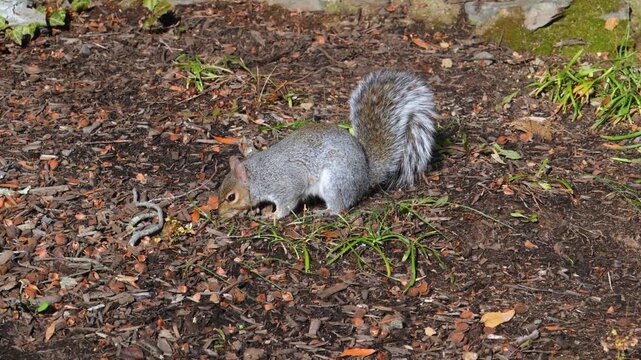 Eastern gray squirrel (Sciurus carolinensis), characterized by its grayish-brown fur and whitish belly.