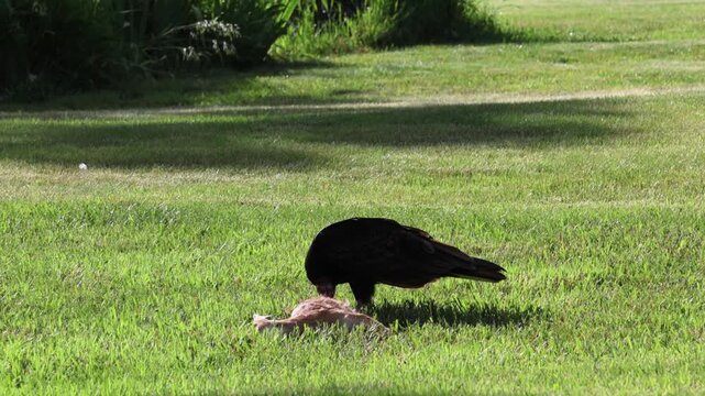 turkey vulture john crow eating dead road killed animal on a grassy lawn fawn deer scavenger (roadkill, large animals carrion prey) feed feeding consuming 
