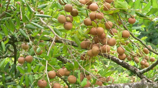 Close-up of heavy fresh longan fruit bunches on a branch with leaves, Vietnam tropical fruit.