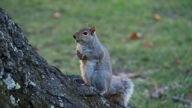 Eastern gray squirrel (Sciurus carolinensis), characterized by its grayish-brown fur and whitish belly.