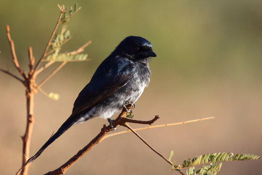 Gabelschwanzdrongo / Fork-tailed drongo / Dicrurus adsimilis