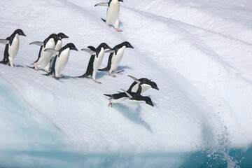 Group of Adelie penguines leap from an iceberg into the ocean in Antarctica © willtu