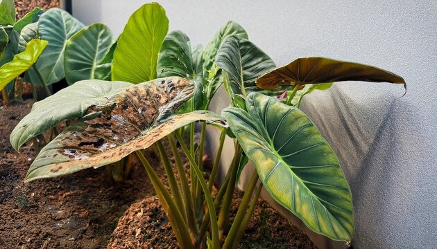 alocasia amazonica polly plants having leaf blight disease