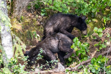 Two black bear cubs foraging together in the forest undergrowth at Minnekhada Regional Park Coquitlam Canada © Joao Vieira