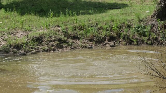 Dog jumping into a pond to swim during summer