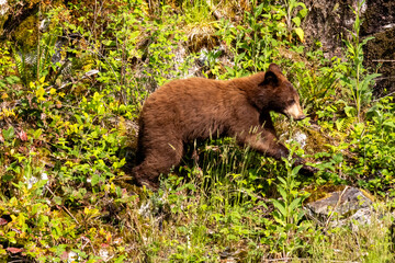 Cinnamon phase American black bear cub climbing a rocky mossy slope at Minnekhada Regional Park in Coquitlam British Columbia Canada © Joao Vieira