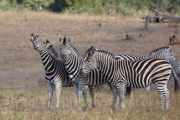 Obraz premium Steppenzebra / Burchell's zebra / Equus quagga burchellii