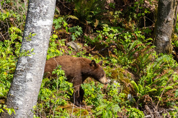 Cinnamon phase black bear cub walking past a birch tree in the forest at Minnekhada Regional Park Coquitlam British Columbia Canada © Joao Vieira