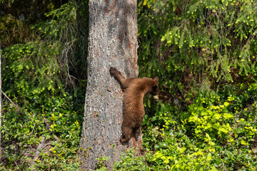 Cinnamon bear cub climbing a large evergreen tree trunk at Minnekhada Regional Park in Coquitlam British Columbia Canada © Joao Vieira
