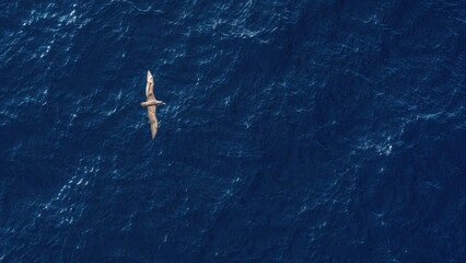 Obraz premium Aerial view of a lone seabird gliding over deep blue rippled ocean, showcasing a wide wingspan and minimalist open-sea composition