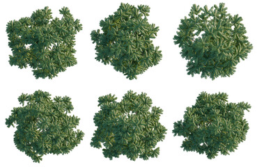 Obraz premium Set of Ailanthus altissima tree plan, top view, cutout, transparent background, isolate, Collection of Evergreen Trees - Perfect for Landscape Design and Architectural Visualization
