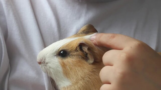 Child gently stroking a cute guinea pig. Kid petting a domestic rodent pet at home.