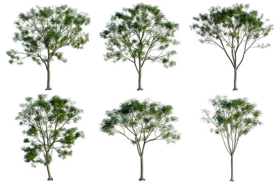 Set of Jacaranda mimosifolia tree, elevation, front view, cutout, transparent background, isolate, Collection of trees with green foliage against transparent background &ndash; ideal for design projects