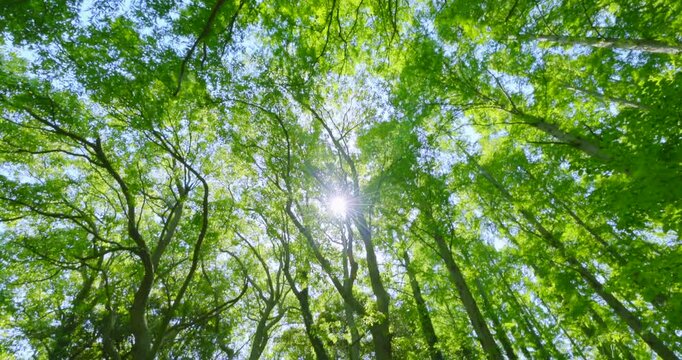 新緑の木々を見上げるローアングルと美しく輝く太陽の光芒
