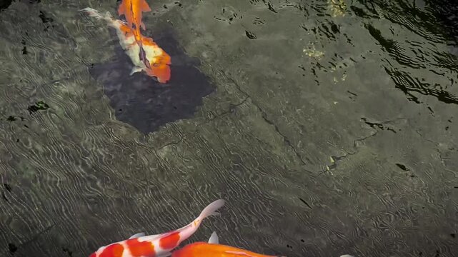 Graceful Koi fish dance in crystal clear pond. Watch a koi fish glide and twist elegantly through clear, rippling pond water. Video transition, 4k, 60 fps